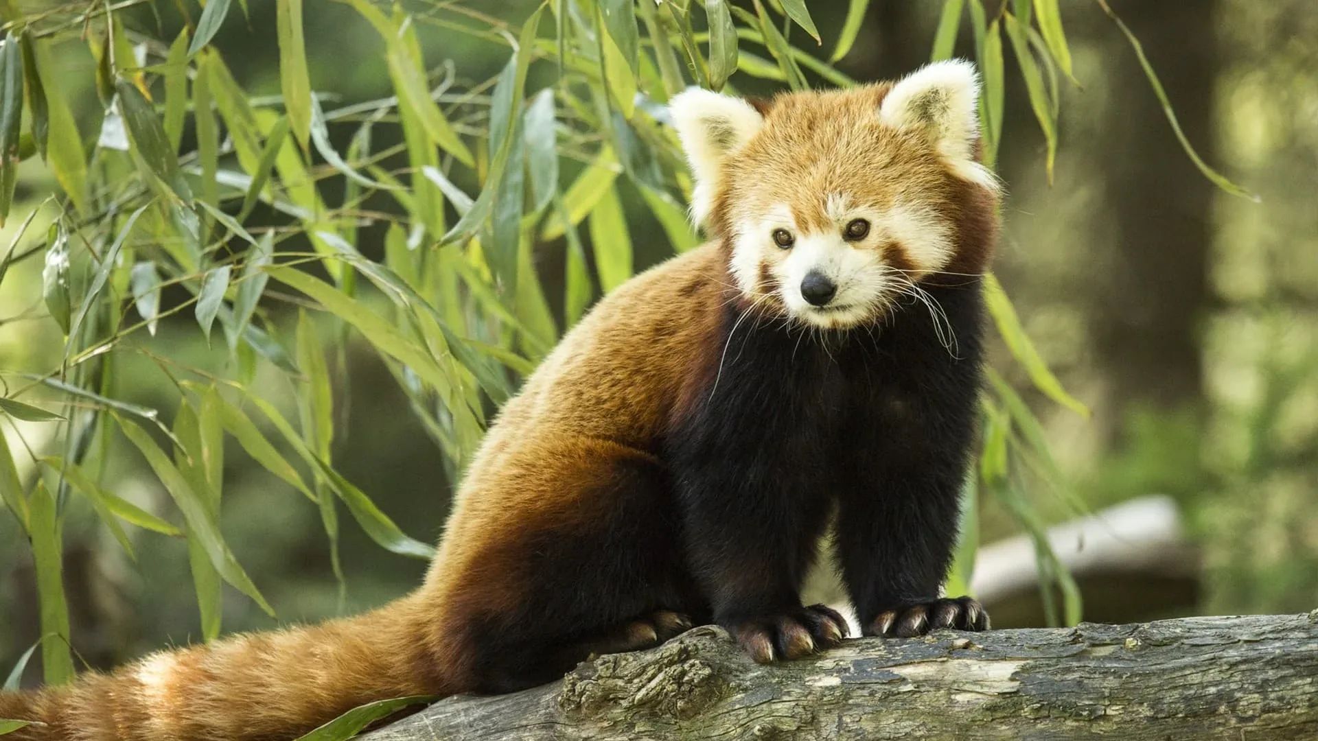 Trailer for OTO Animals